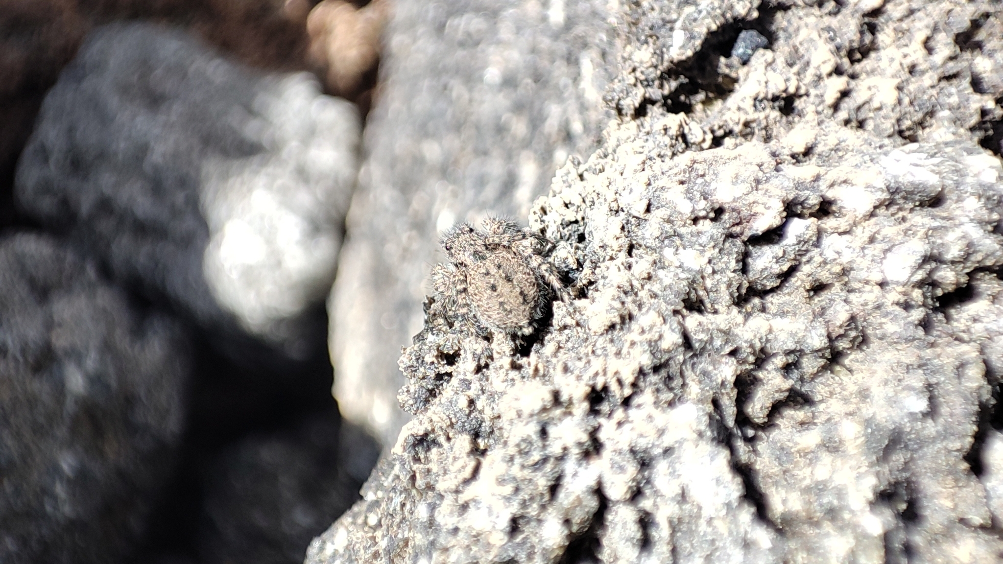 Aelurillus lucasi