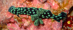 Nembrotha cristata