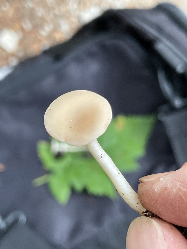 Funnels From Mt. Baker-snoqualmie National Forest, North Bend, Wa, Us 