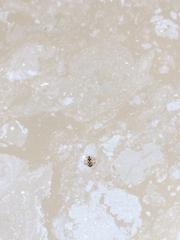 Gerromorpha