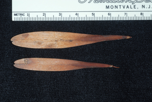 pumpkin ash (Fraxinus profunda)