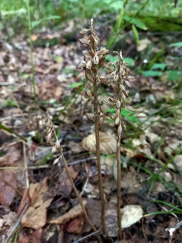 Neottia papilligera iNat (3)