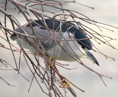 Nycticorax nycticorax