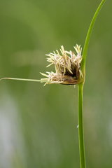 Bolboschoenus maritimus paludosus