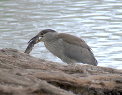 Nycticorax nycticorax