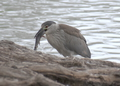 Nycticorax nycticorax