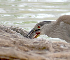 Nycticorax nycticorax