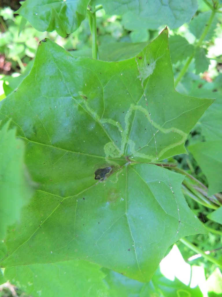 Liriomyza temperata