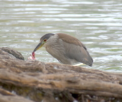Nycticorax nycticorax