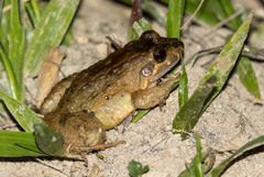 Rio Bahu White-Lipped Frog photo 1