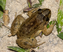 Rio Bahu White-Lipped Frog photo 2
