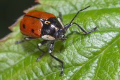 Cryptocephalus octopunctatus
