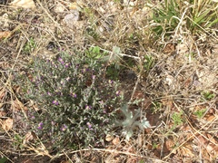 Hebecarpa macradenia