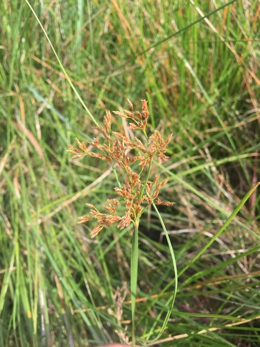 Fimbristylis complanata f. exaltata iNat (2)