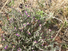 Hebecarpa macradenia