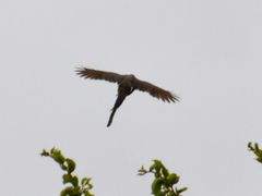 Colius striatus minor