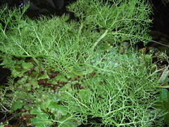 Ceratopteris pteridoides