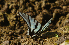 Protographium epidaus fenochionis