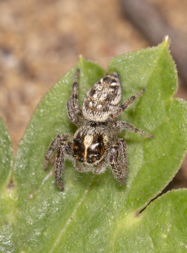 Mile End Jumping Spider
