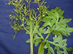 Ceratopteris pteridoides