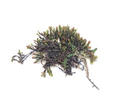 Schistidium apocarpum