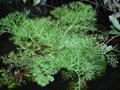 Ceratopteris pteridoides