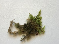 Ctenidium molluscum