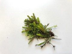 Encalypta streptocarpa