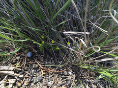 Ceratocephala testiculata