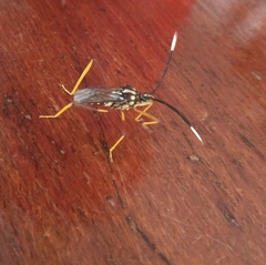 Holhymenia histrio