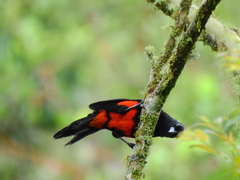 Hypopyrrhus pyrohypogaster