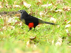 Hypopyrrhus pyrohypogaster