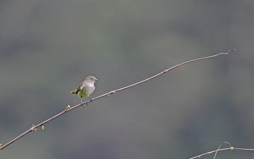 Bolivian Tyrannulet (Zimmerius bolivianus), photo 6