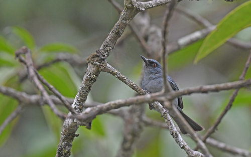 Bluish Flowerpiercer (Diglossa caerulescens), photo 9