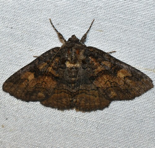 Bethune's Zale Moth photo 5