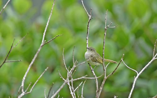 Bolivian Tyrannulet (Zimmerius bolivianus), photo 9