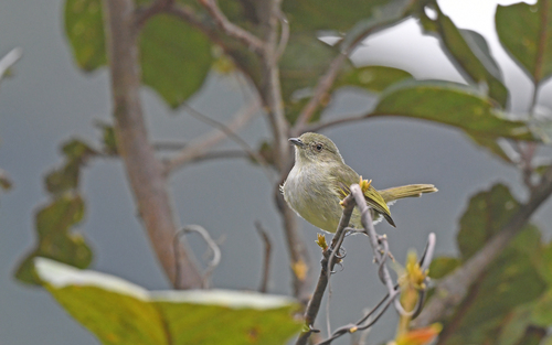 Bolivian Tyrannulet (Zimmerius bolivianus), photo 7