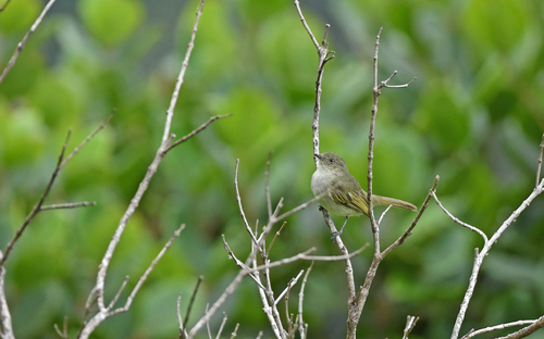 Bolivian Tyrannulet (Zimmerius bolivianus), photo 10