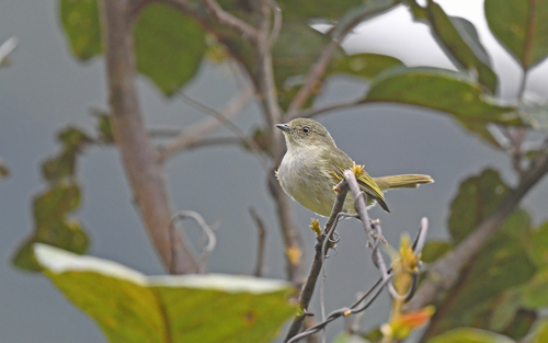 Bolivian Tyrannulet (Zimmerius bolivianus), photo 8