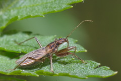 Nabis rugosus