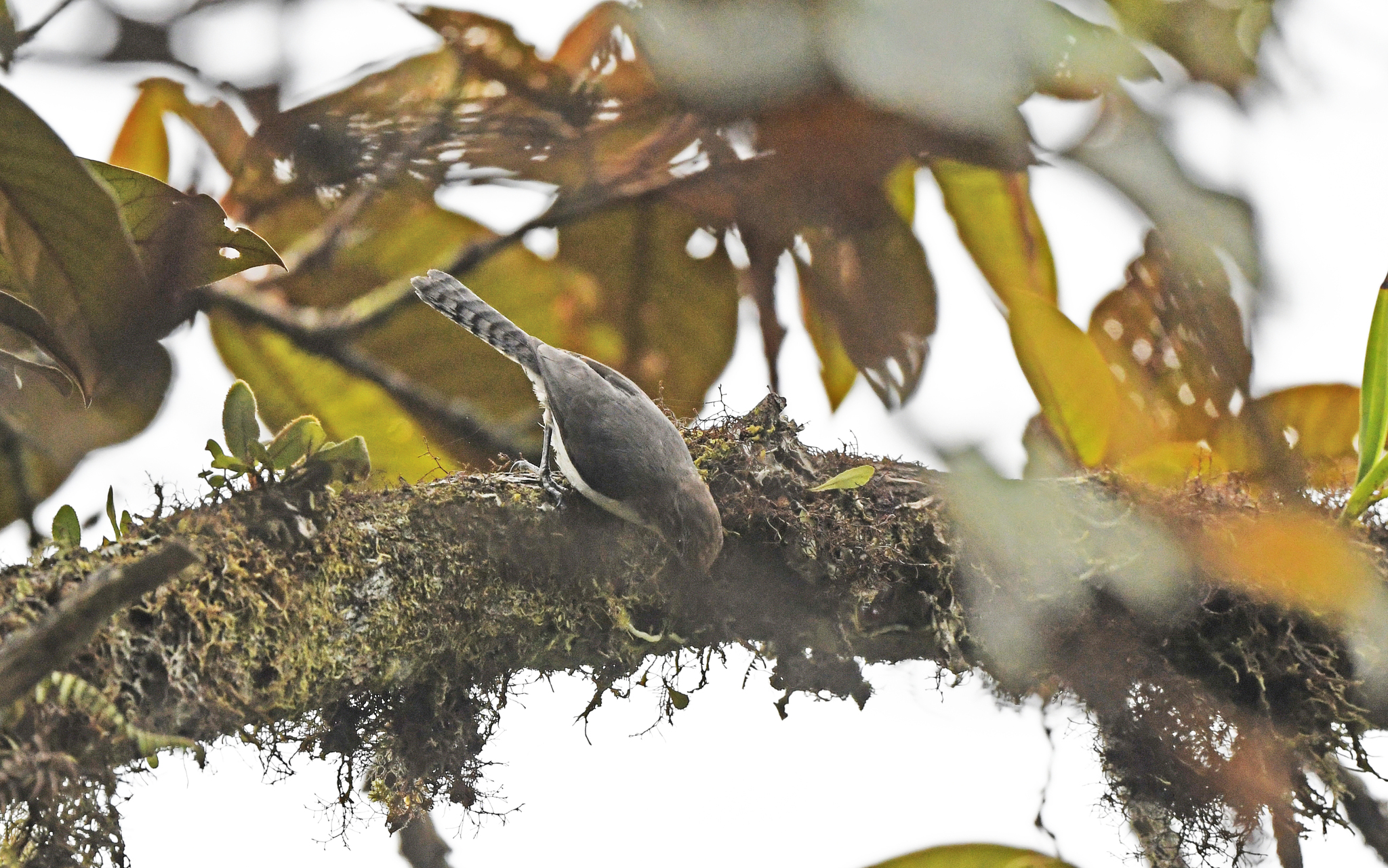 Grey-mantled Wren (Odontorchilus branickii), photo 4