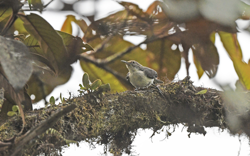 Grey-mantled Wren (Odontorchilus branickii), photo 5
