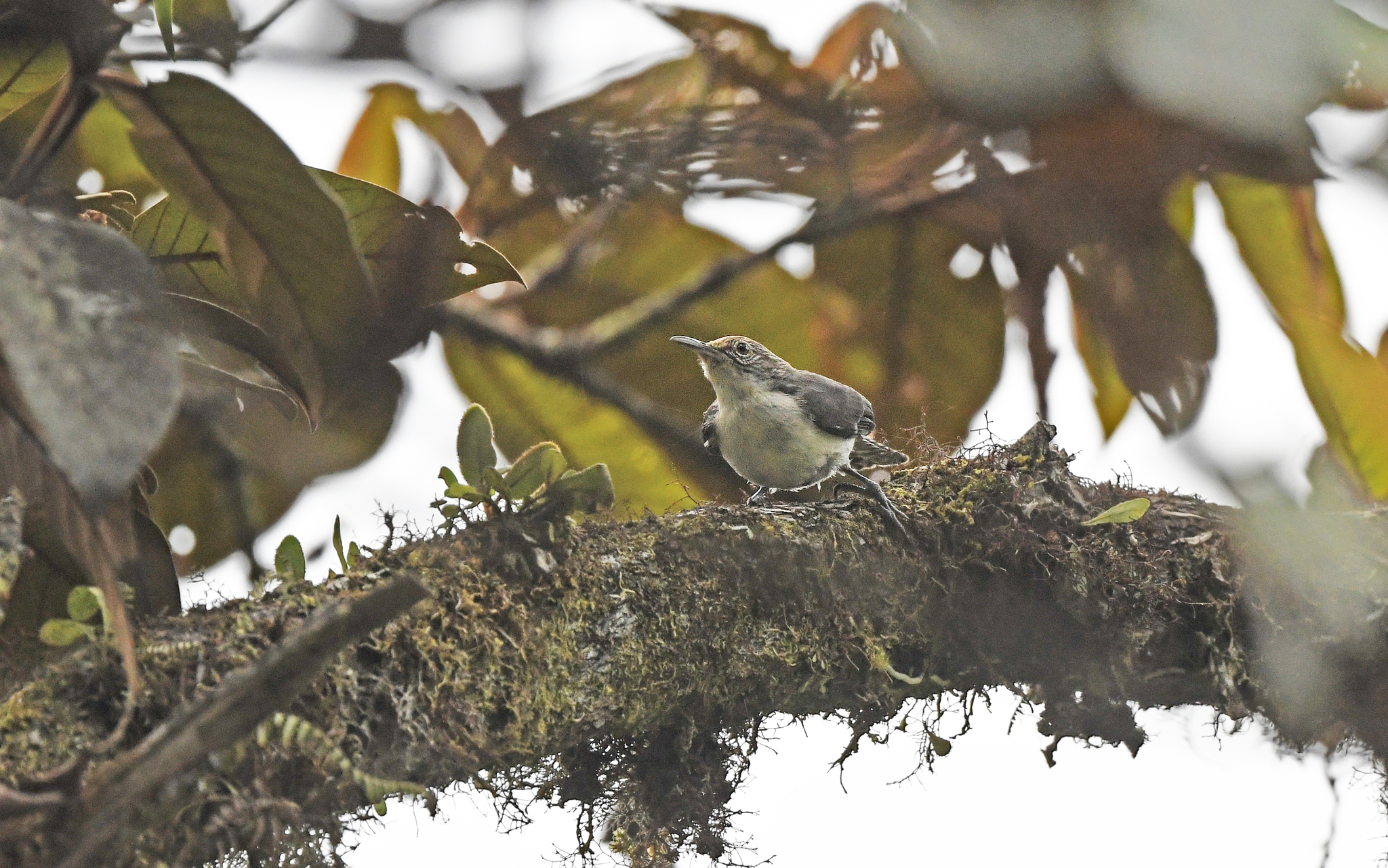 Grey-mantled Wren (Odontorchilus branickii), photo 5