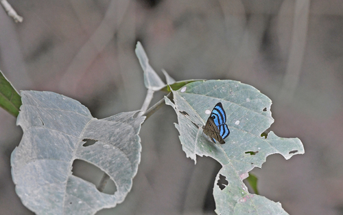 Mesosemia praeculta