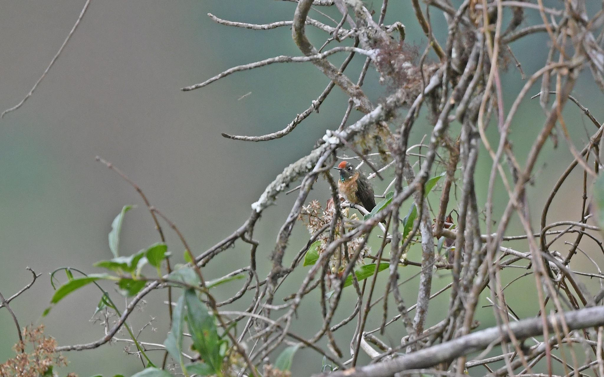 Rufous-capped Thornbill (Chalcostigma ruficeps), photo 4