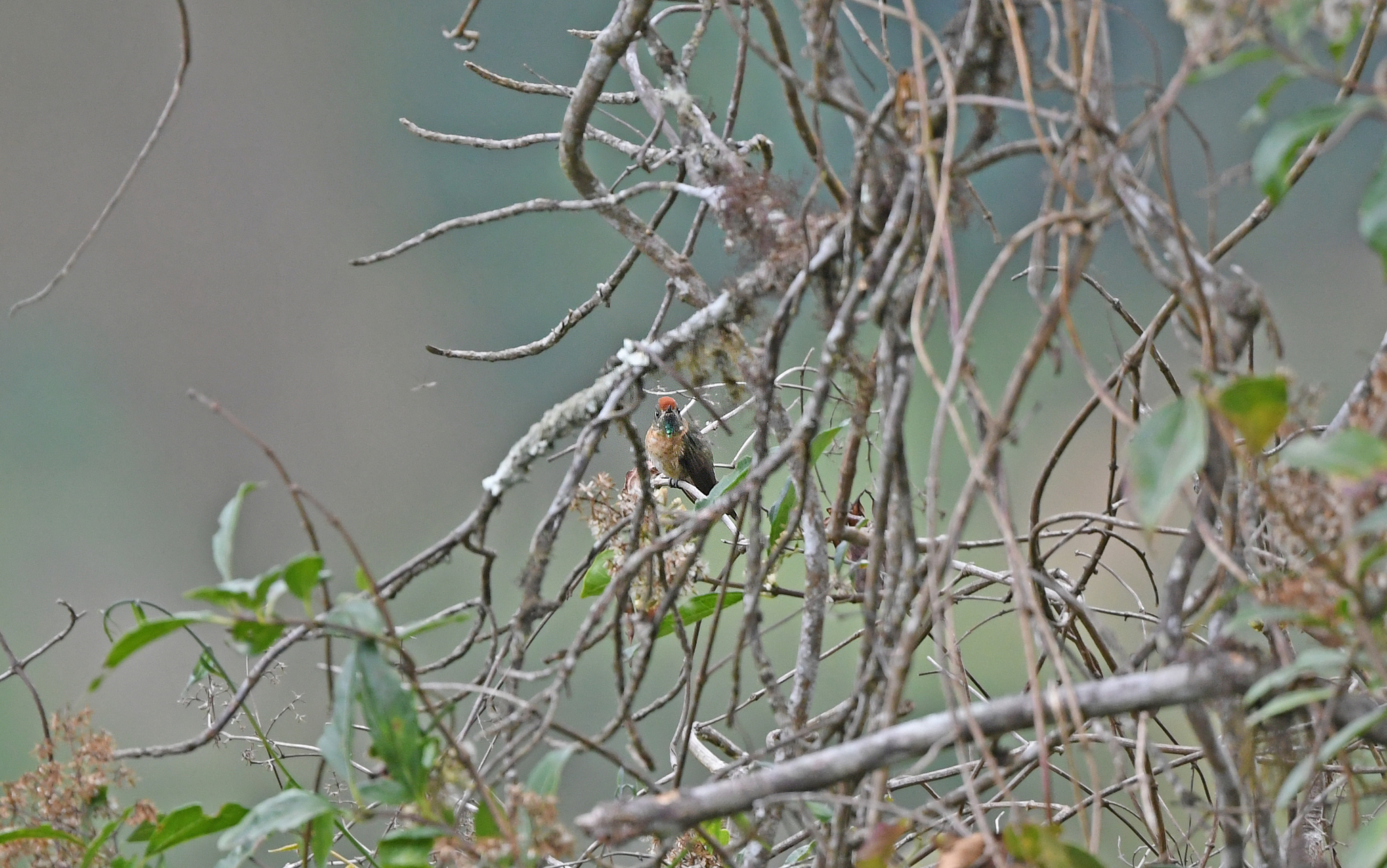 Rufous-capped Thornbill (Chalcostigma ruficeps), photo 5