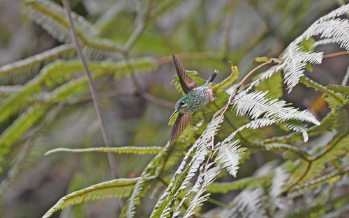 Rufous-booted Racket-tail (Ocreatus addae), photo 6