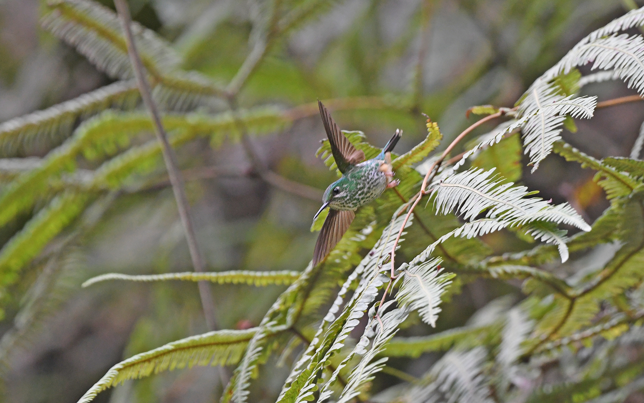 Rufous-booted Racket-tail (Ocreatus addae), photo 6