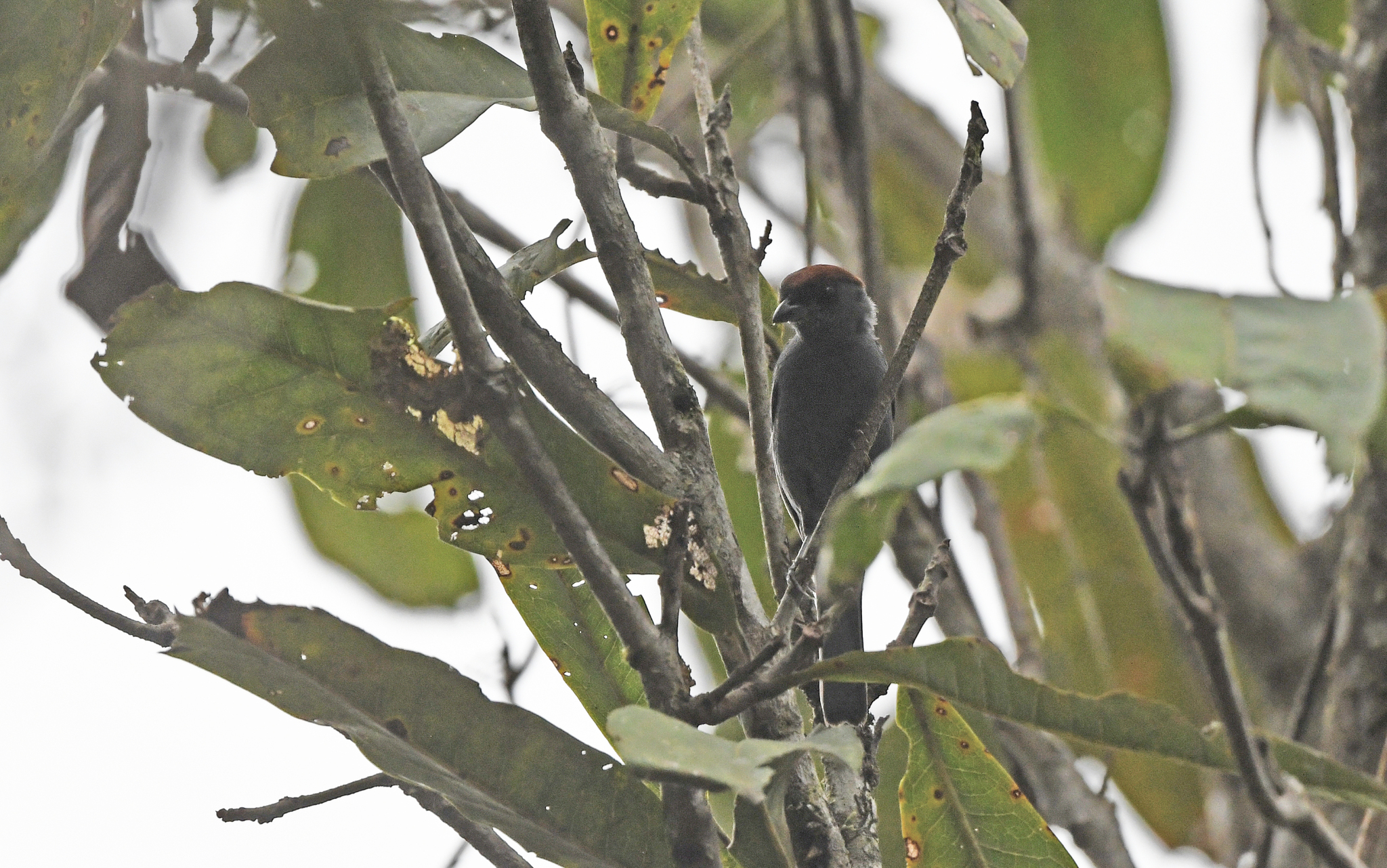 Slaty Tanager (Creurgops dentatus), photo 3