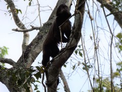 Alouatta guariba